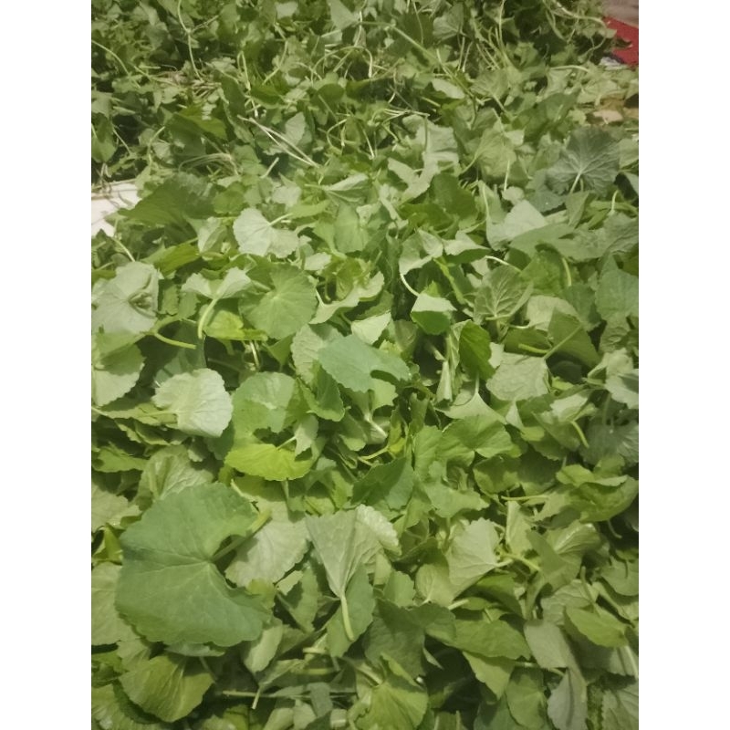DAUN PEGAGAN KHUSUS DAUNNYA 500 GRAM / DAUN PEGAGAN