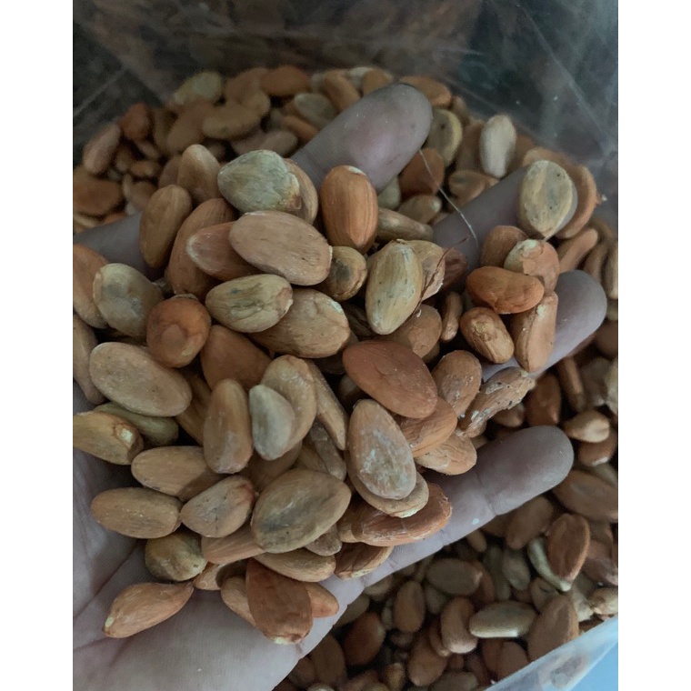 

[♡C29>] biji cokelat / kakao kering Serba Murah