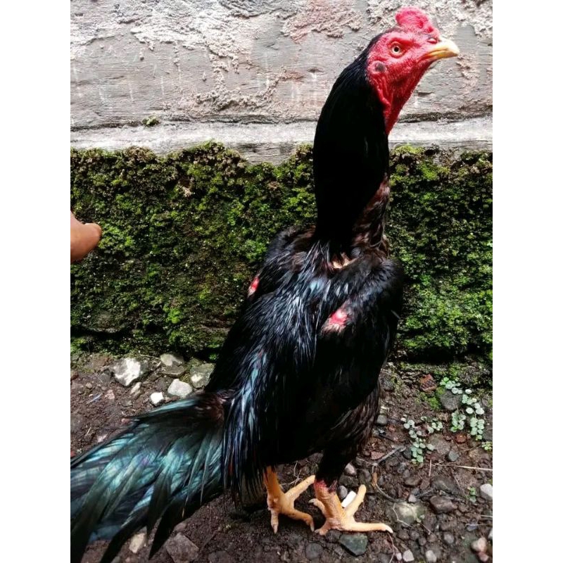 

TELUR TETAS BANGKOK IMPOR BULU KUMBANG ISTIMEWA