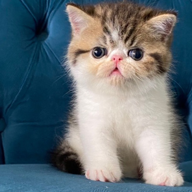 kitten exo peaknose jantan non ped ( PO )