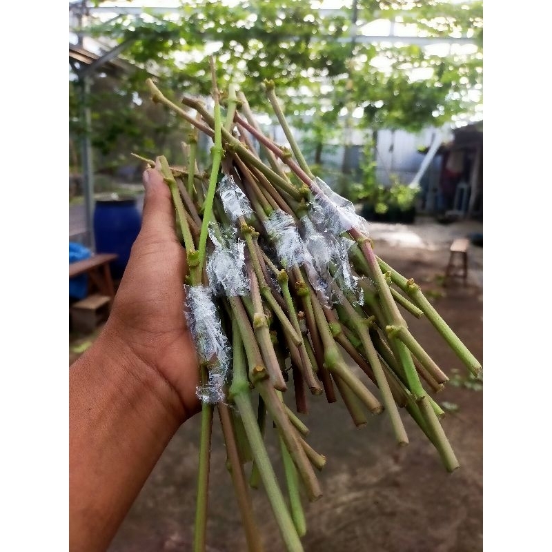 entres anggur import berbagai varian bisa reques, berisi 25matun lebih