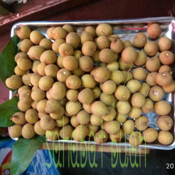 

BUAH LENGKENG BANKOK JUMBO TANPA RANTING