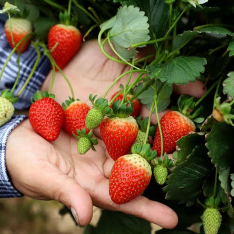 DIARY PETANI - Bibit Strawberry Jenis Sagahonoka Mewah