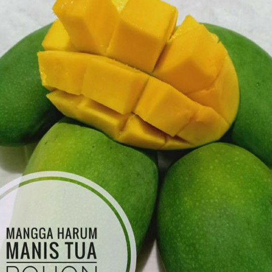 

MODEL PRE314 BUAH MANGGA HARUM MANIS TUA POHON 1KG