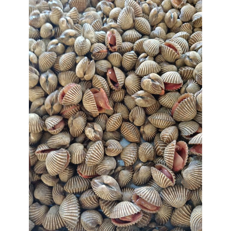 

kerang segar 1kg