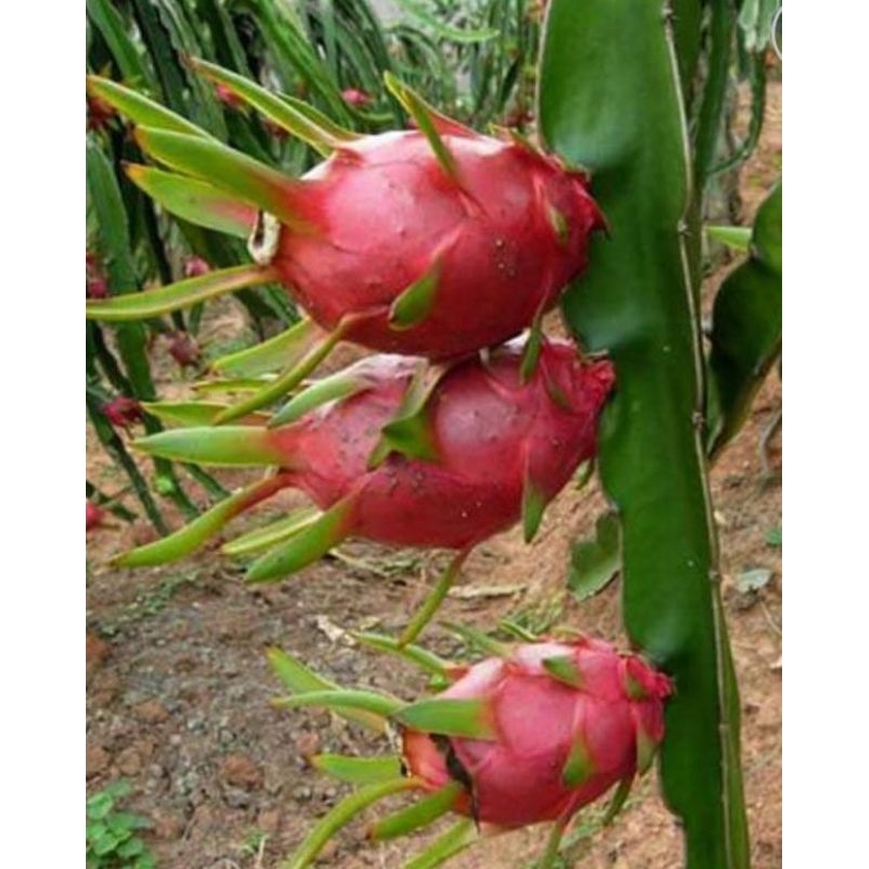 

buah naga