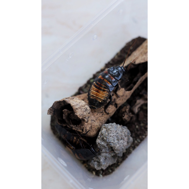 TILLYLAND - Kecoa Madagaskar Dewasa