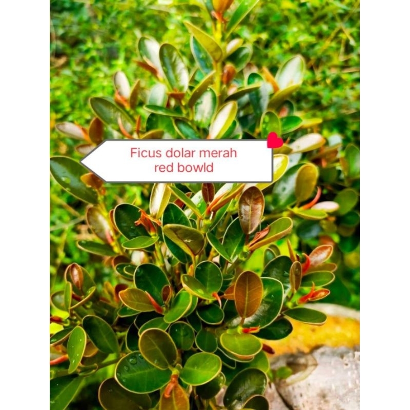 FICUS DOLAR MANGKOK MERAH RED BOWLD DOLAR MICRO