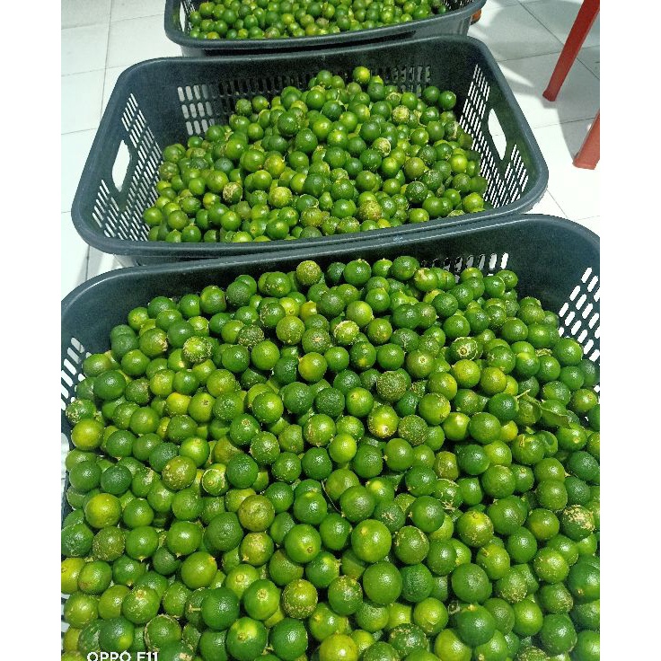 

KODE ME138 1 kg Sonkit / Jeruk Kasturi / Kalamansi / Lemon cui / Jeruk Kunci