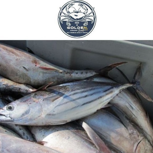 

Kode PDB904 ikan cakalang 1 kg beku kapal