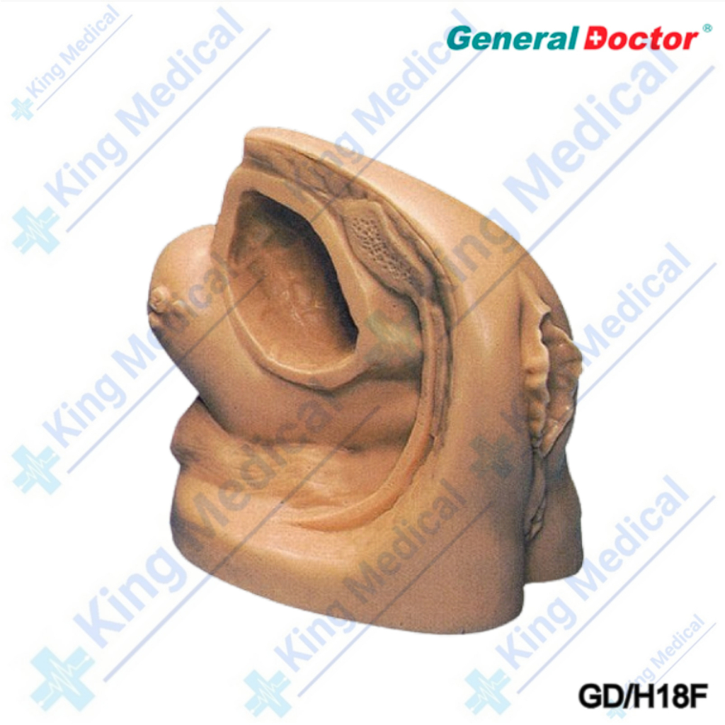 Female Urethral Catheterization General Doctor GD/H18F