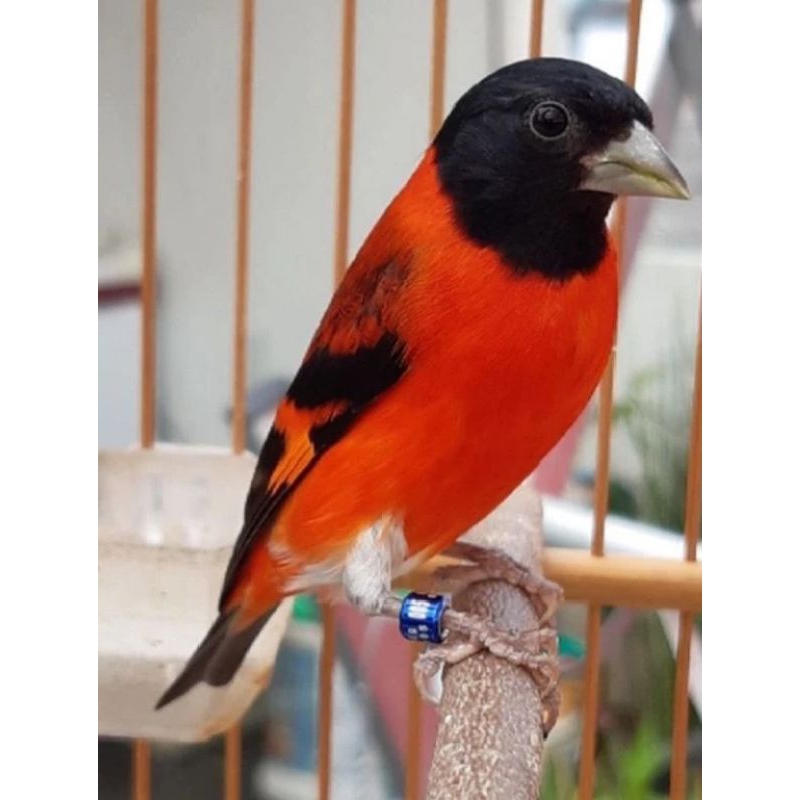 BURUNG RED SISKIN JANTAN