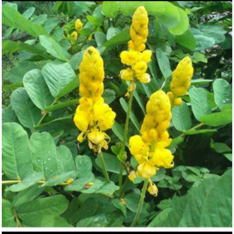 

daun ketepeng/ketapang atau daun kimanila untuk obat gatal alami per25 lembar