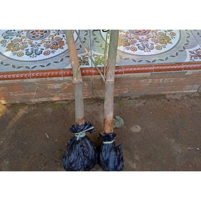 Bibit bambu hitam jumbo siap tanam
