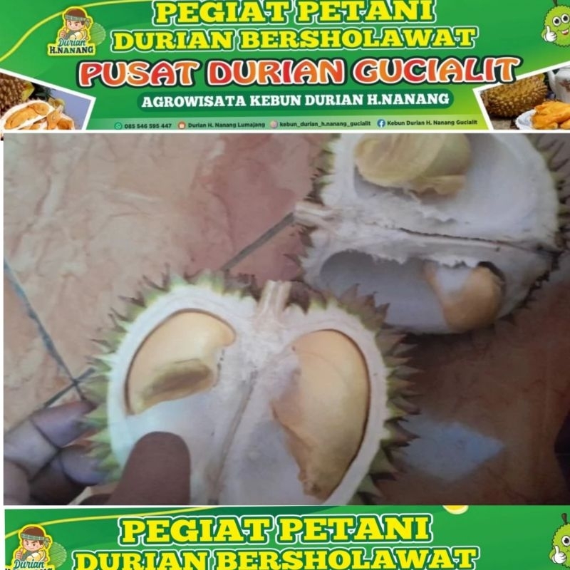 

Paket Hemat Durian Lato Lato 100 ribu dapat 6 biji