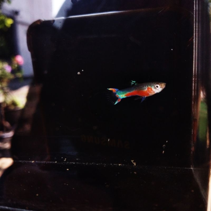 Santa Maria Bleeding Heart Endler enler santa hiasan aquarium aksesoris pasangan