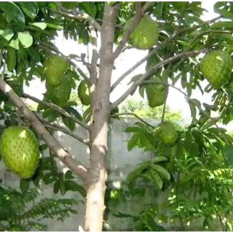 bibit sirsak madu super jumbo