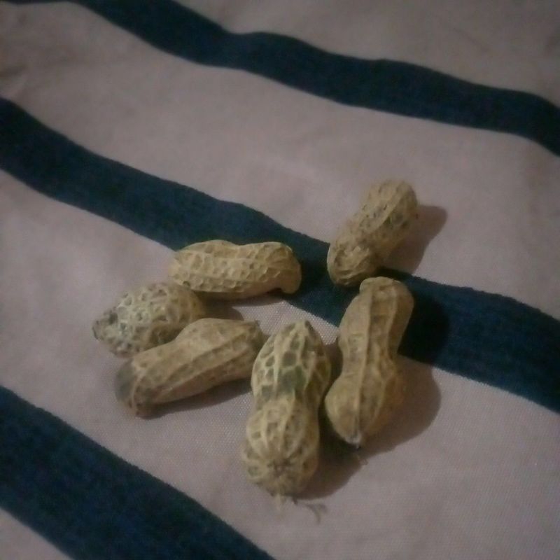 

KACANG TANAH KERING