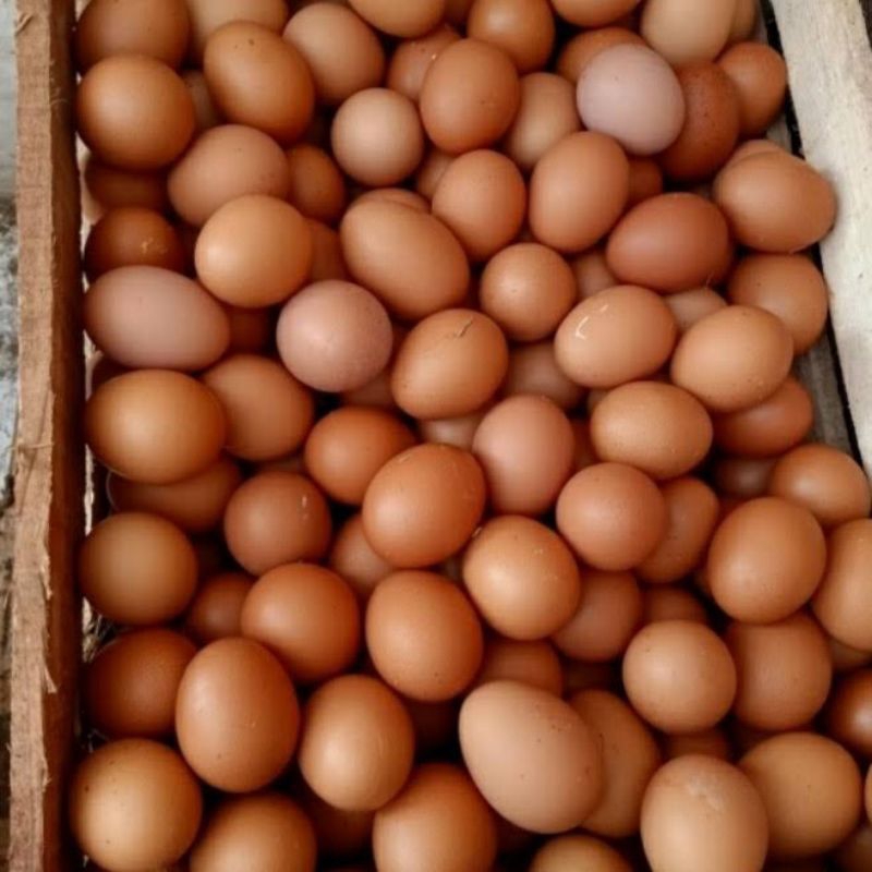 

telur ayam