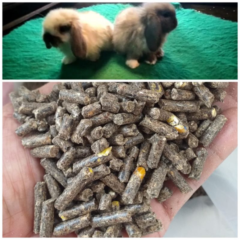 

pakan kelinci