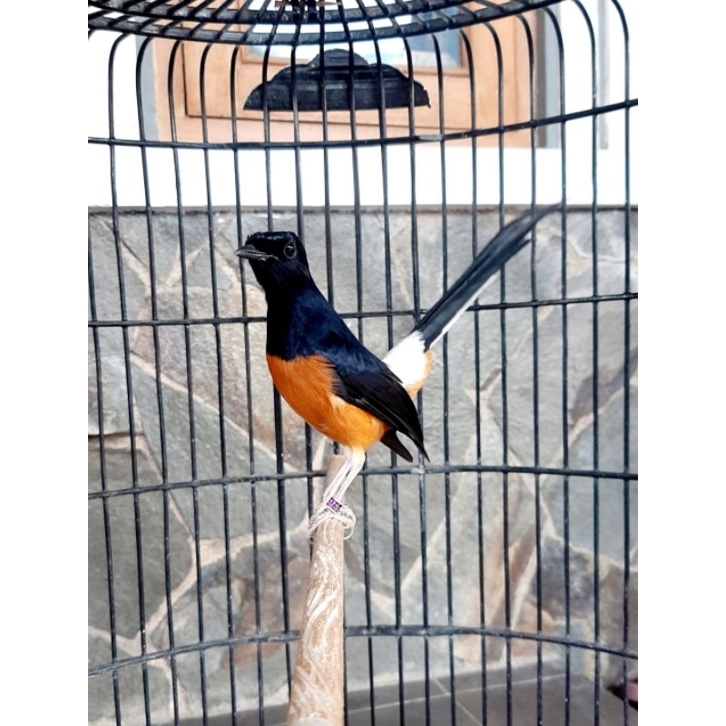 Burung Murai Bahorok