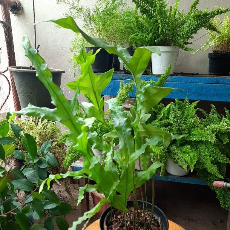 pakis bintang biru/blue star fern