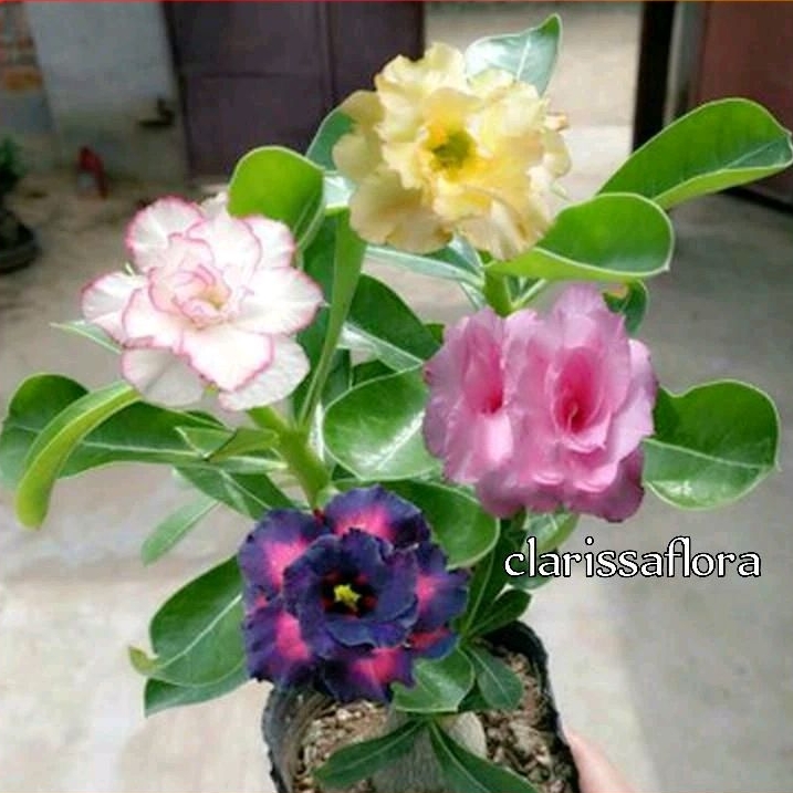 TERLARIS!!ADENIUM KAMBOJA JEPANG BUNGA TUMPUK//4 WARNA