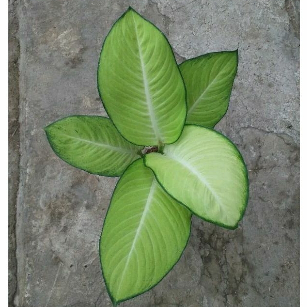 Tanaman Diven Tisue ,Diven Bangkok