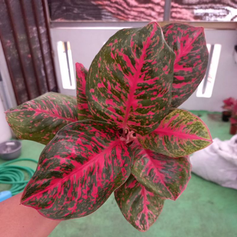 aglonema black wulandari