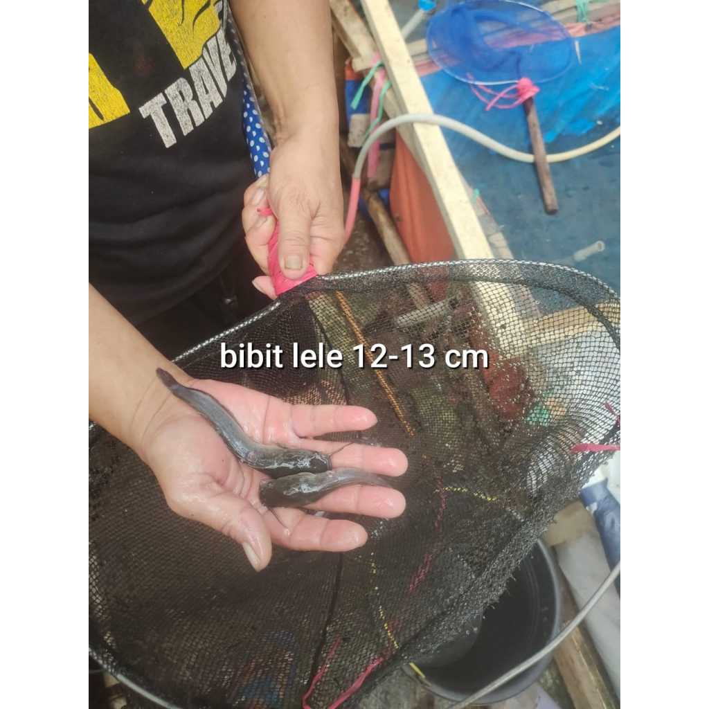 bibit ikan Lele ukuran 12-13cm per ekor