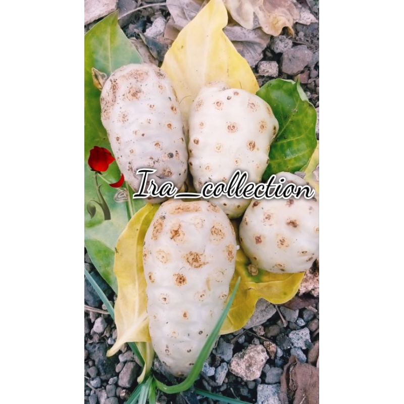 

buah mengkudu matang fress 1kg