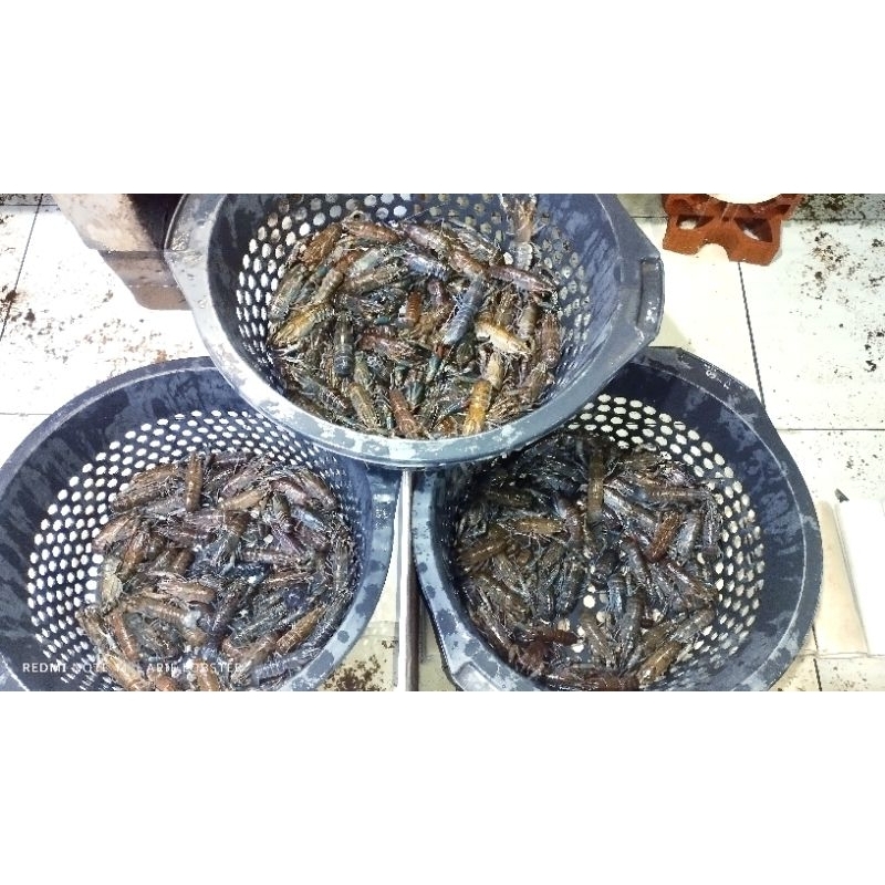 Indukan Lobster 4inc