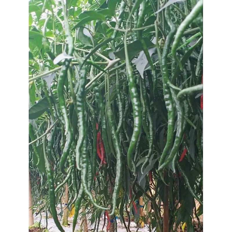 benih cabe lokal batu garut isi 20gr