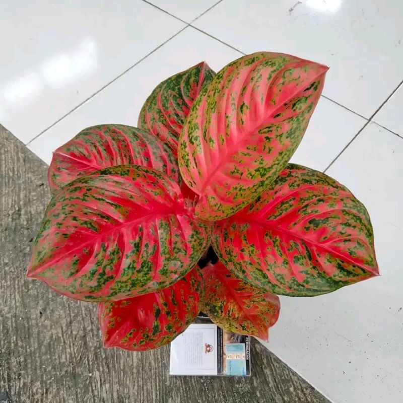 big sale promo aglonema Wulandari bibit siap tumbuh