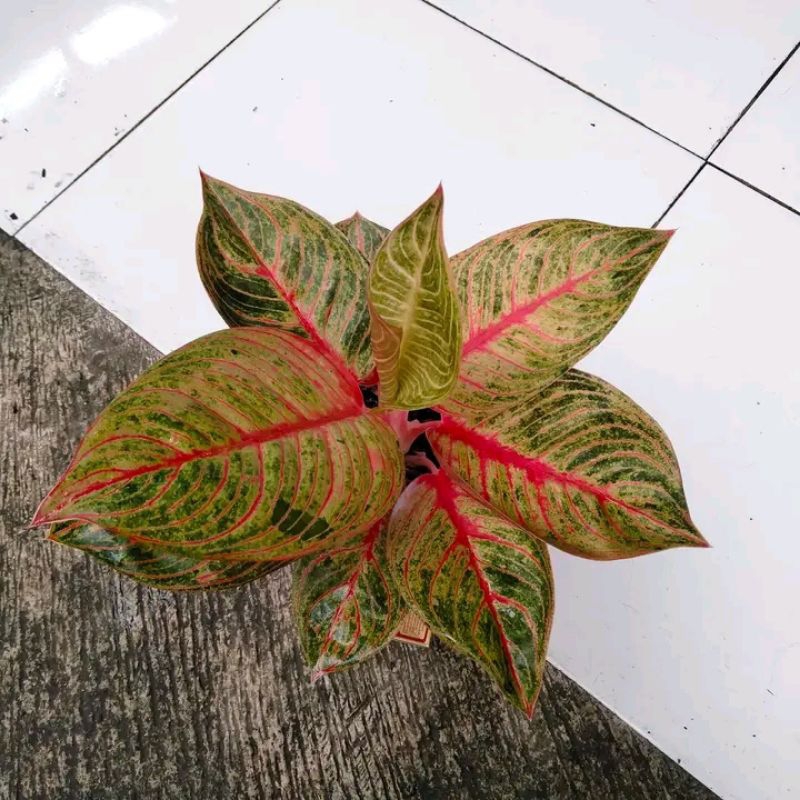 big sale promo aglonema Moonlight bibit siap tumbuh