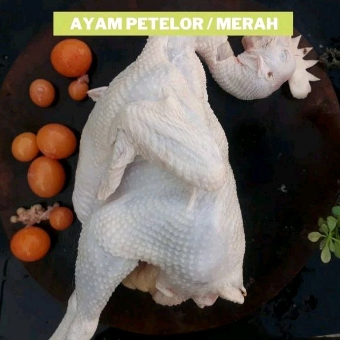 DAGING AYAM MERAH SEGAR ORGANIK FRESH UTUH PETELUR PETELOR AFKIR UTUH HALAL