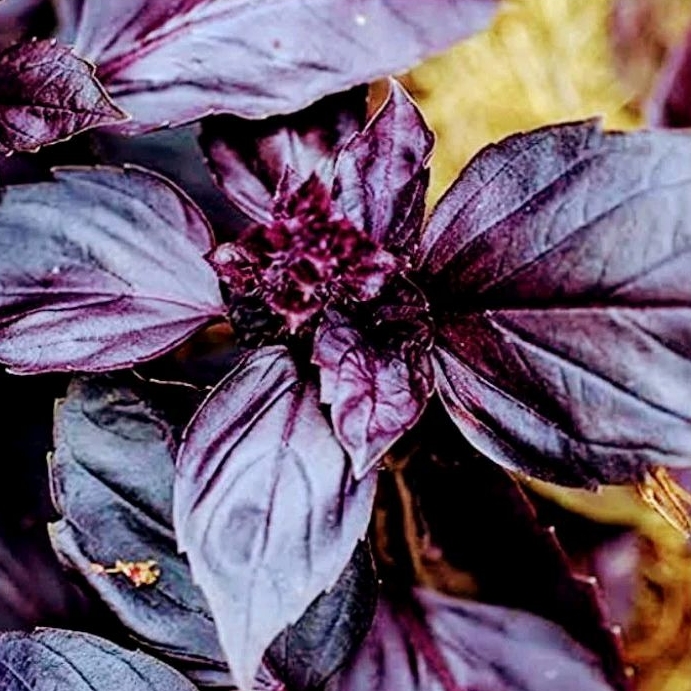 4 Butir Benih Bibit/Biji Basil red rubin/Basil ungu