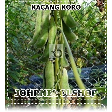 Johrnia 5 Benih Biji KACANG KORO Hitam