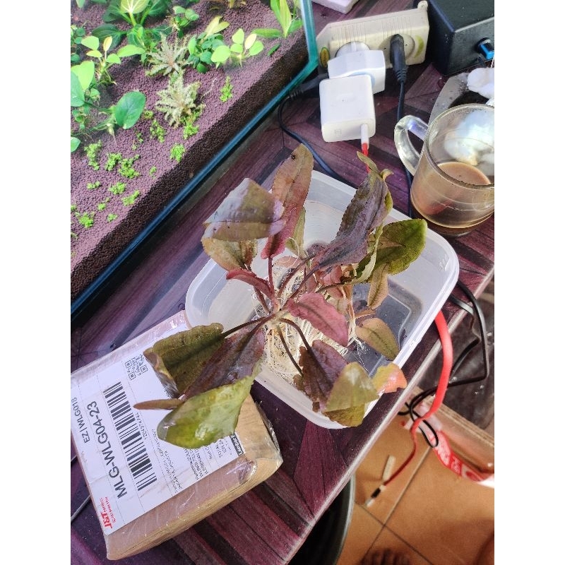 Cryptocoryne Flamingo immersed (Jaminan Pink)