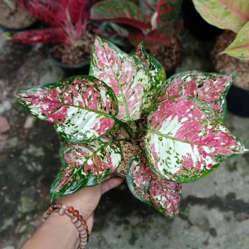 big sale promo Aglonema tricolor bibit siap tumbuh