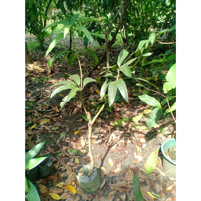 Bibit mangga dua kombinasi Khiojay & red Ivory