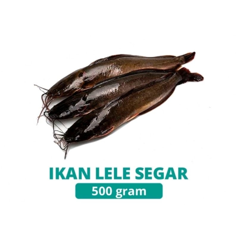 

IKAN LELE SEGAR