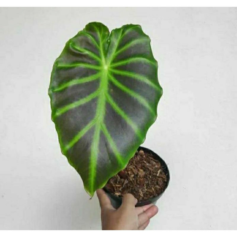 tanaman hias alokasia vivipara