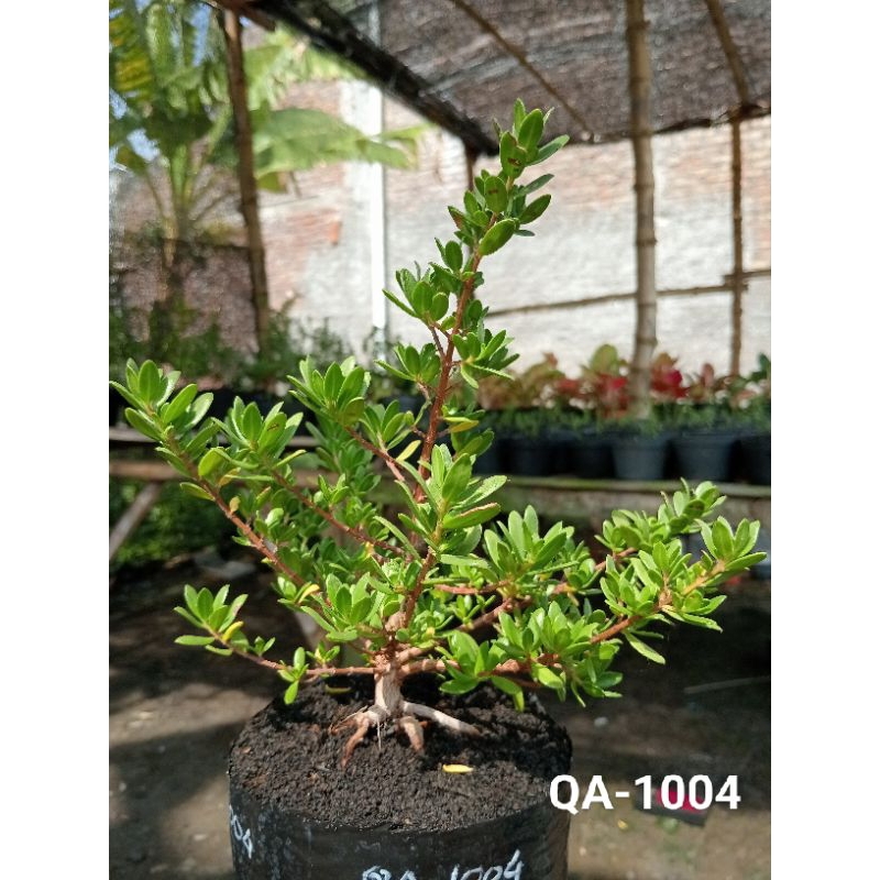 QA-1004, BIBIT BONSAI SANTIGI MAWAR SEMAI BIJI