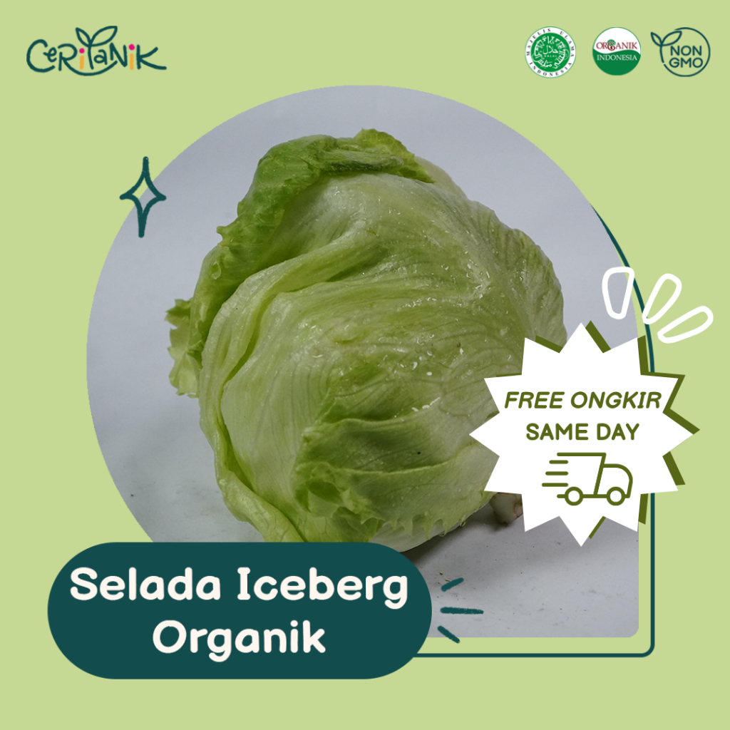 

Selada Iceberg Organik 500 gram - Ceritanik - Iceberg Lettuce Organic - Sayur Organik Murah - Sayur Organik Sehat - Sayur Organik Premium