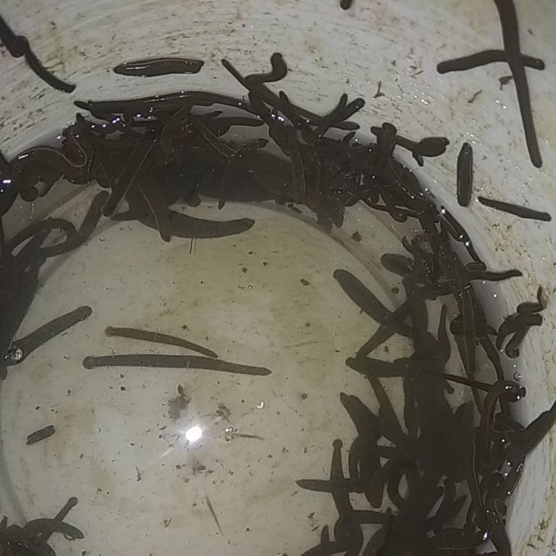 LINTAH HIDUP LINTAH BEBI MANTAP UKURAN JOS