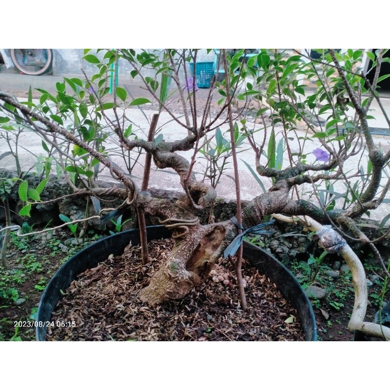 bahan bonsai id kimeng prospek