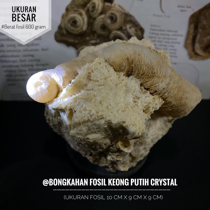 Bongkahan Fosil Keong Putih Crystal F1 atau Fosil Kerang Kristal atau Fossil Gastropoda atau Fosil K