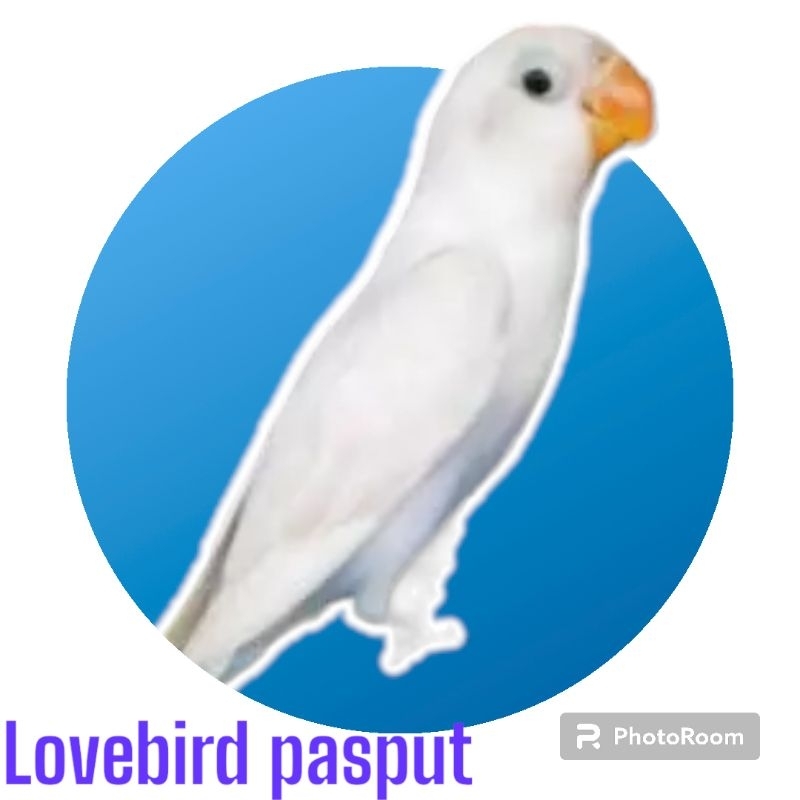 Lovebird pasput (pastel putih)