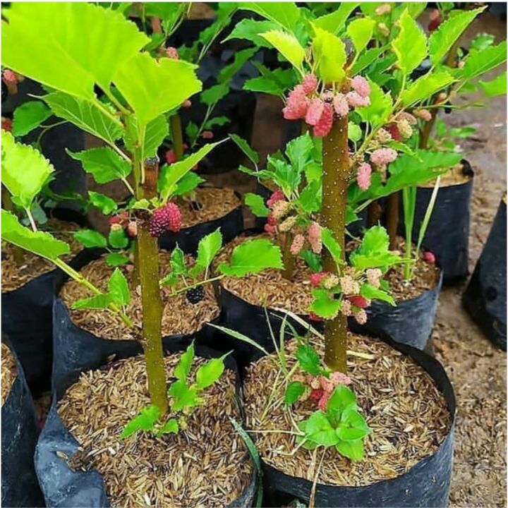 bibit tanaman murbei / mulberry (cangkok)